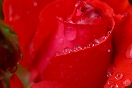 Red rose closeup with water drops.