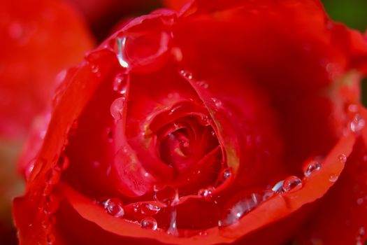 Red rose closeup with water drops.