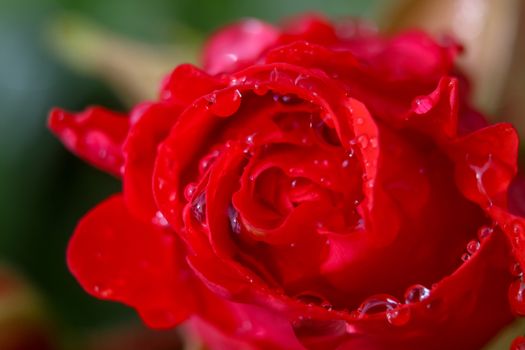 Red rose closeup with water drops.