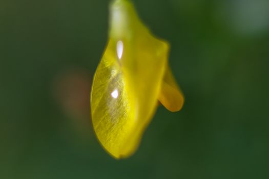 Yellow flower closeup with water drops.