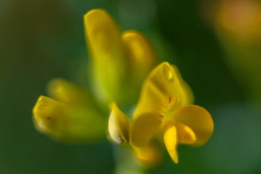 Yellow flower closeup with water drops.