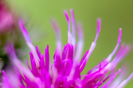 Pink flower closeup with water drops.