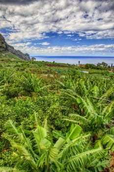 Banana palms plantation in north-west coast of Tenerife, Canarian Islands