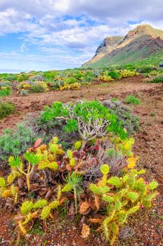 Cactuses on north-west coast of Tenerife, Canarian Islands.