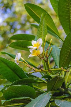 White and yellow plumeria frangipani flowers with leaves