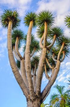 Dragon trees, Dracaena in the mountains of the Canary Islands, Spain
