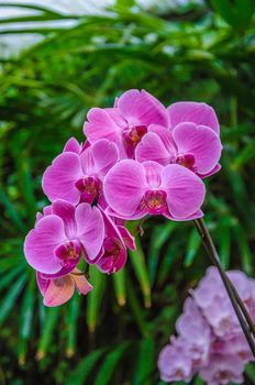 Pink streaked orchid flower in with leaves background
