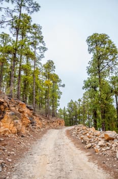 Road along the canarian pines in the Corona Forestal Nature Park, Tenerife, Canary Islands.