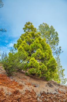 Canarian pine, pinus canariensis in the Corona Forestal Nature Park, Tenerife, Canary Islands