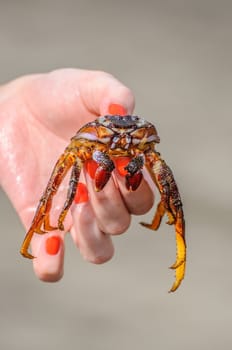 Crab is in girl's hand on the beach.