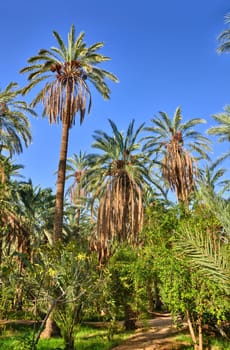 Date Palms in jungles in Tamerza oasis, Sahara Desert, Tunisia, Africa, HDR