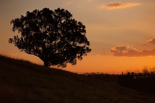 Sunset sky full of yellow and orange the last rays of the sun stretching forth and a single isolated tree on the side of the hill silhouetted at Obeservatory Hill Park, Sydney