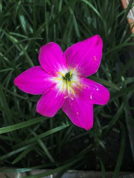 Closeup pink flowers on dark background