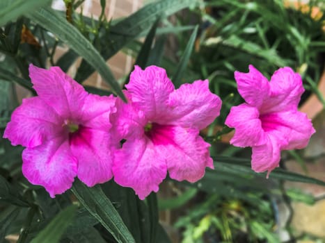 Closeup pink flowers on dark background