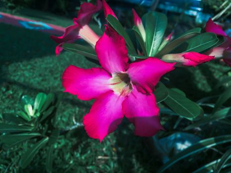 Closeup pink azalea flowers on dark background