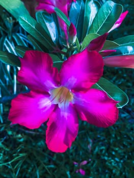 Closeup pink azalea flowers on dark background