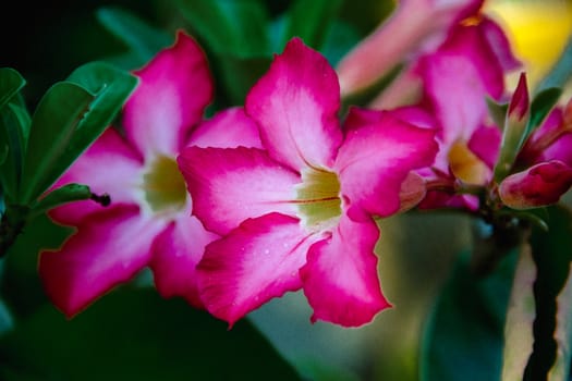 Closeup pink azalea flowers on dark background