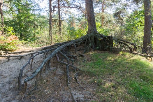 bare big tree roots branches off from a tree trunk far above the ground in a forest landscape scenery