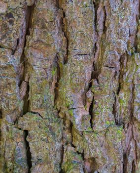 macro closeup of a tree trunk with big bark natural forest pattern background