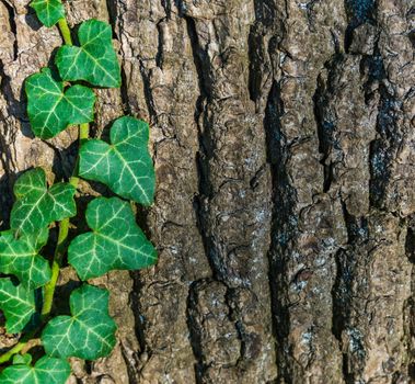 tree bark pattern with ivy growing on the tree trunk a macro closeup forest nature background