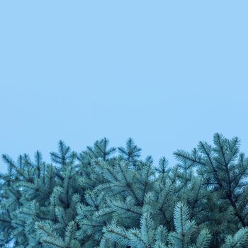 Branches of blue fir tree natural background with copy space for text wintertime cold frost Christmas concept