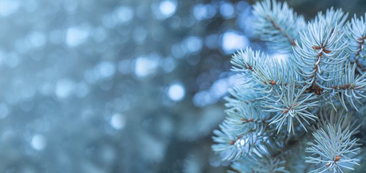 Branches of blue fir tree natural background with copy space for text wintertime cold frost Christmas concept