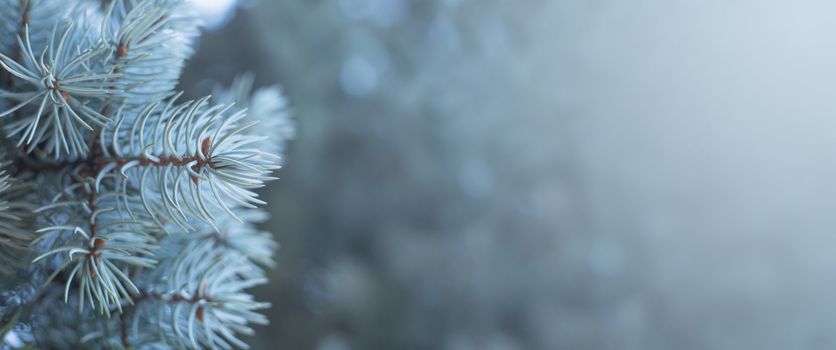 Branches of blue fir tree natural background with copy space for text wintertime cold frost Christmas concept