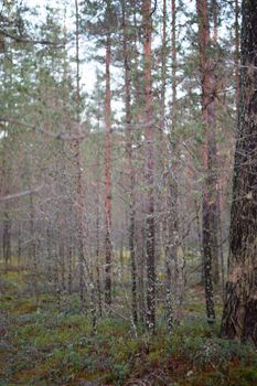 Northern summer pine forest with moss tundra lapland