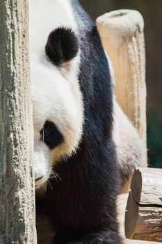 Portrait of giant Panda in zoo close up view