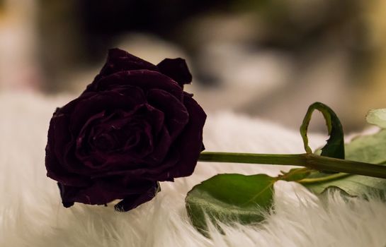 Gothic valentine black rose in macro close up alternative way of celebrating valentines day