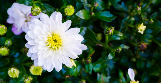 Beautiful bright pure white dahlia flower with yellow heart covered in raindrops amazing botanical macro closeup