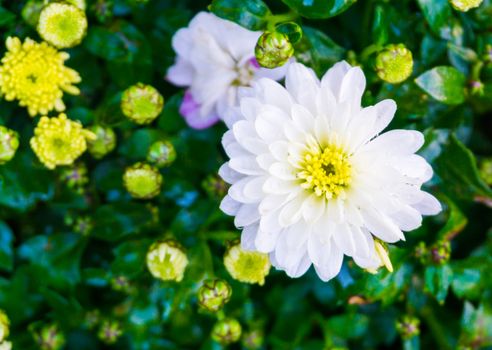 Wet covered in raindrops pure white common garden dahlia flower with a yellow heart beautiful botanical macro closeup