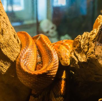 red orange corn rat snake on a branch in the terrarium with a creepy skeleton in the background