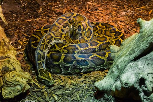 coiled up big python snake laying on the ground tropical wildlife animal portrait