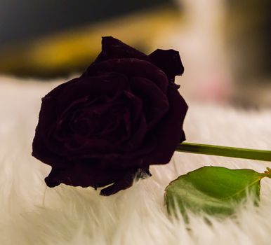 a dark red withered rose that became a black gothic rose in macro closeup alternative valentines day