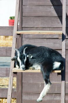 the goat climbed the ladder on the farm on summer. photo