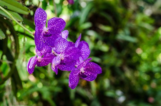 orchid on green background