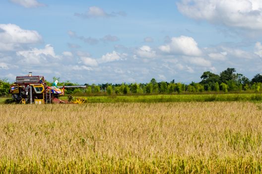 farm worker harvesting rice with tractor