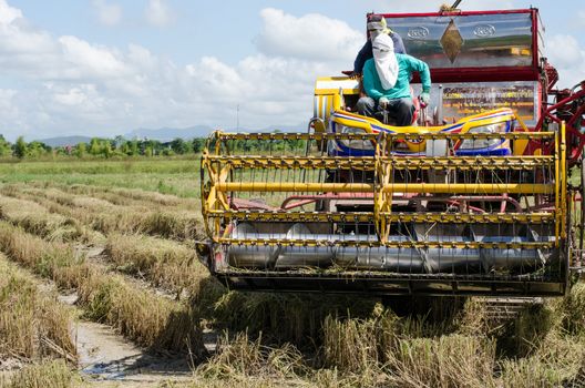 farm worker harvesting rice with tractor