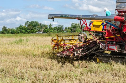 farm worker harvesting rice with tractor