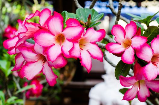 desert rose flower