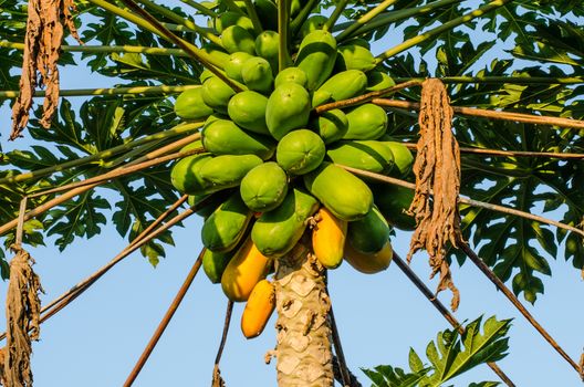 papaya on plant the papaya tree