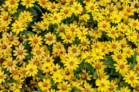 Yellow flowers