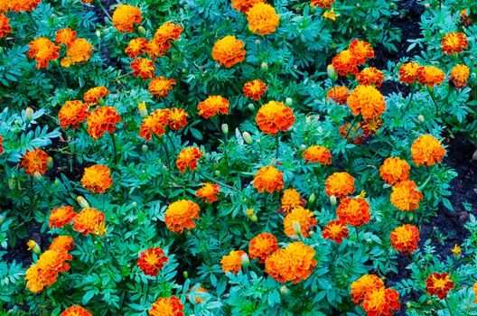 Orange flowers