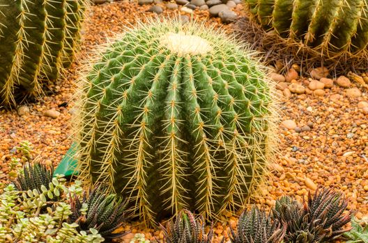 Golden Barrel Cactus
