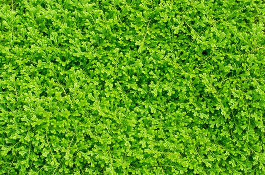 Fresh green fern leaves in the forest