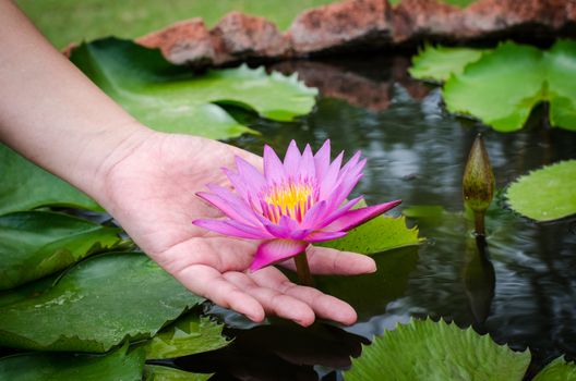 Hand holding a purple lotus in the pond.