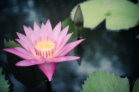 purple lotus in the pond.