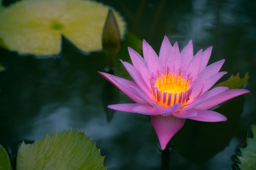 purple lotus blossoms or water blooming on pond