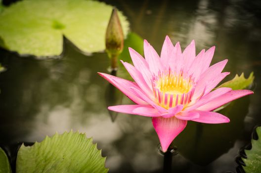purple lotus blossoms or water blooming on pond